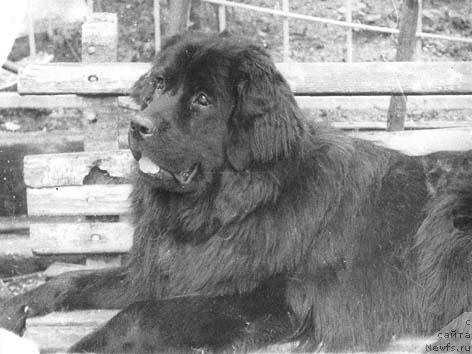 Фото: ньюфаундленд Даная