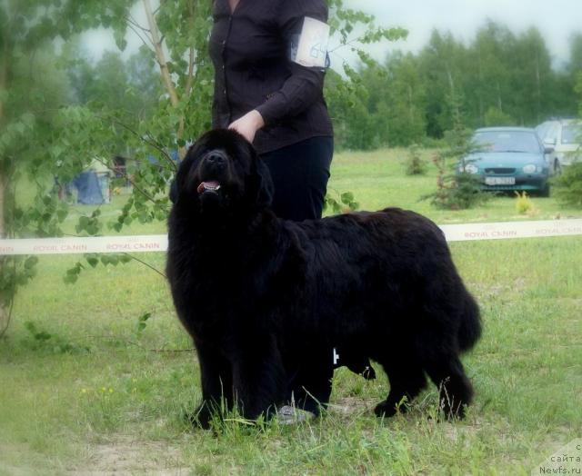 Фото: ньюфаундленд Elfa Eriadna