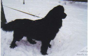 Фото: ньюфаундленд Вуди Плавучий Медведь