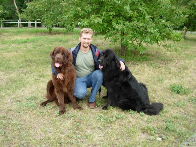 Фото: ньюфаундленд Конфуций, Андрей Ларин, ньюфаундленд Лесная Сказка Раскрасавица