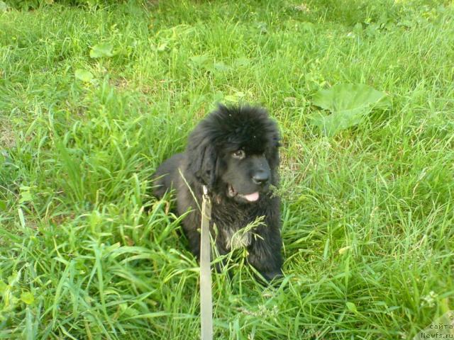 Фото: ньюфаундленд Флибустьер от Сибирского Медведя