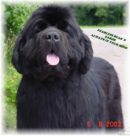 Фото: ньюфаундленд Fearless Bear's Zabor Always in Your Mind