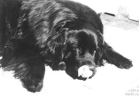 Фото: ньюфаундленд Ульф Паж оф Лайф Сейвер