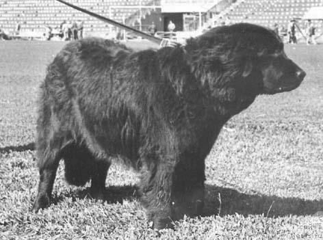 Фото: ньюфаундленд Зоу Даниэлла Джервик