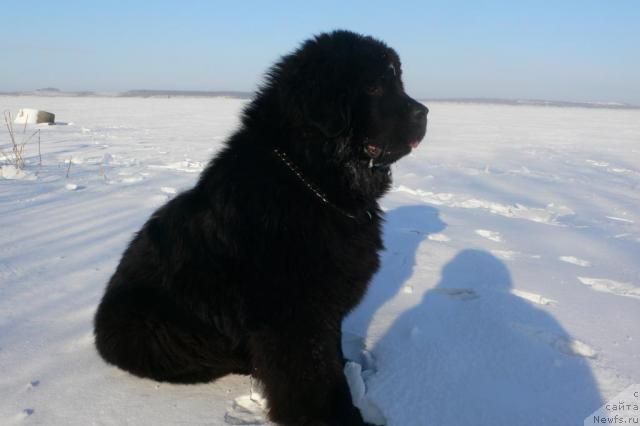 Фото: ньюфаундленд Супер Премиум Амелия Экшен