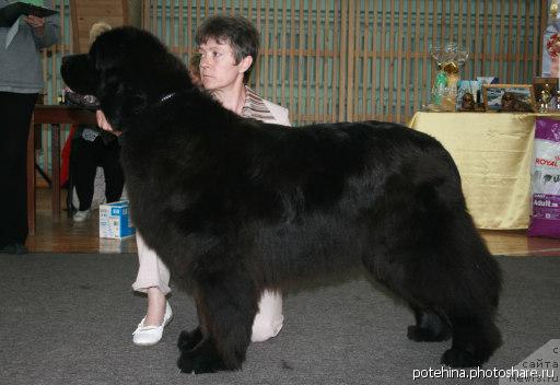 Фото: ньюфаундленд Адмирейшен Фор Ол из Медвежьего Яра (Admiration For All iz Medvejyego Yara)