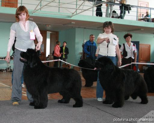 Фото: ньюфаундленд Виконтесса из Медвежьего Яра (Vikontessa iz Medvejyego Yara), ньюфаундленд Черити из Медвежьего Яра (Cheriti   iz Medvejyego Yara)