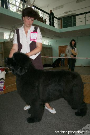 Фото: ньюфаундленд Емприсс Виннер из Медвежьего Яра (Empress Winner iz Medvejyego Yara)