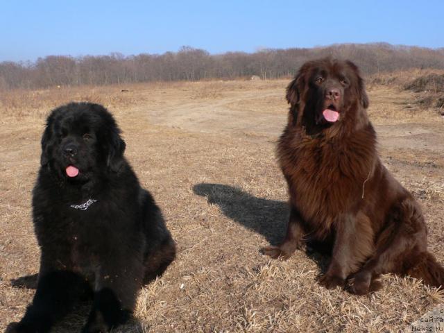 Фото: ньюфаундленд Супер Премиум Амелия Экшен, ньюфаундленд Аркадия Виват Арбона