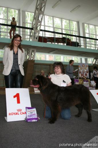 Фото: ньюфаундленд Традиция Успеха от Сибирского Медведя
