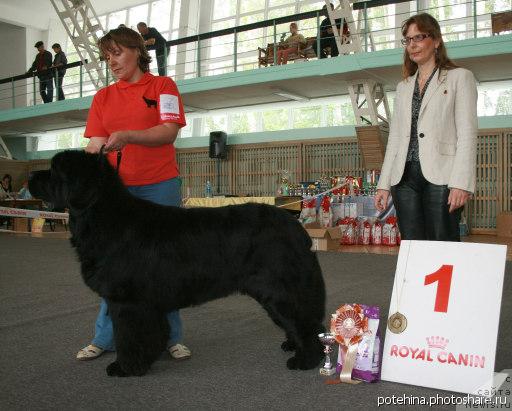 Фото: ньюфаундленд Шон О'Коннори Агент 007 (Shon O'Konnori Agent 007)