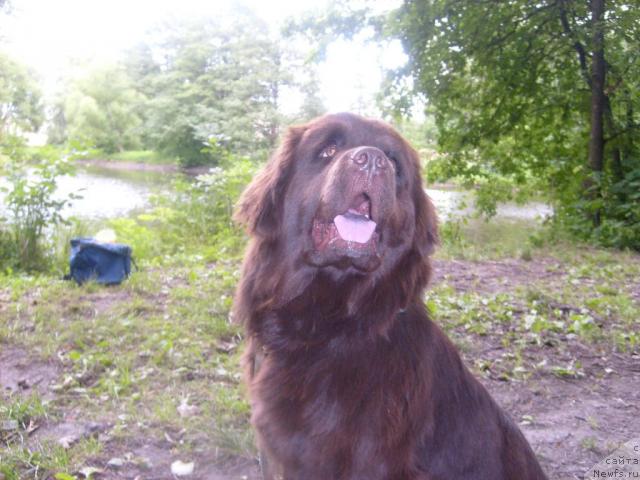 Фото: ньюфаундленд Фанньюф Акудзява Назаровна