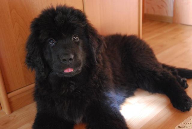 Фото: ньюфаундленд Формула Любви от Сибирского Медведя