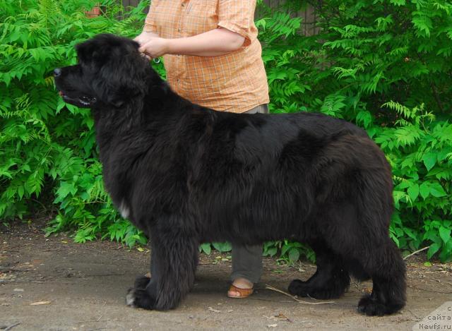 Фото: ньюфаундленд Сент Джонс Жозефина (Sent Djons Zhozefina)