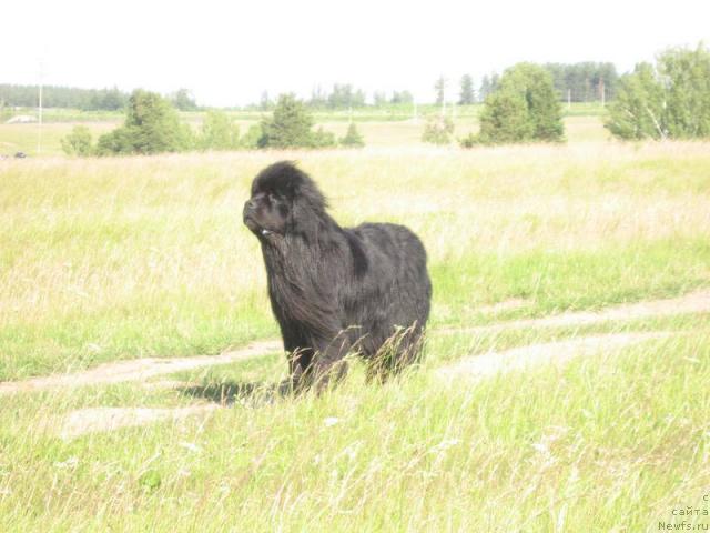 Фото: ньюфаундленд Данс Мемори Фьюджан Риф