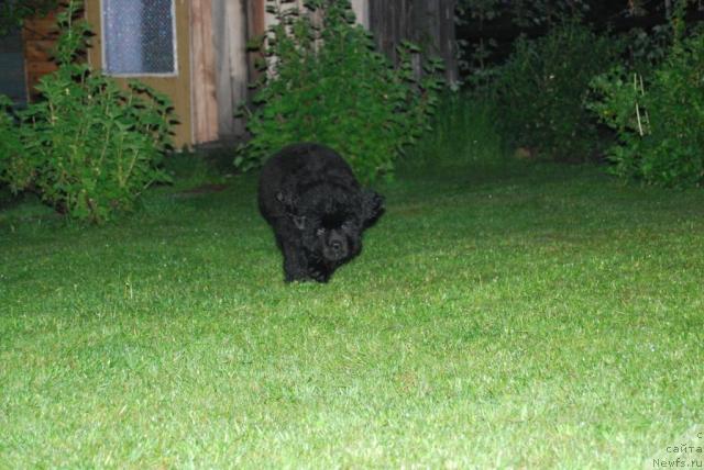 Фото: ньюфаундленд Формула Любви от Сибирского Медведя