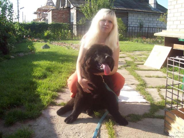 Фото: ньюфаундленд Лондонский Денди, Анна Портнякова