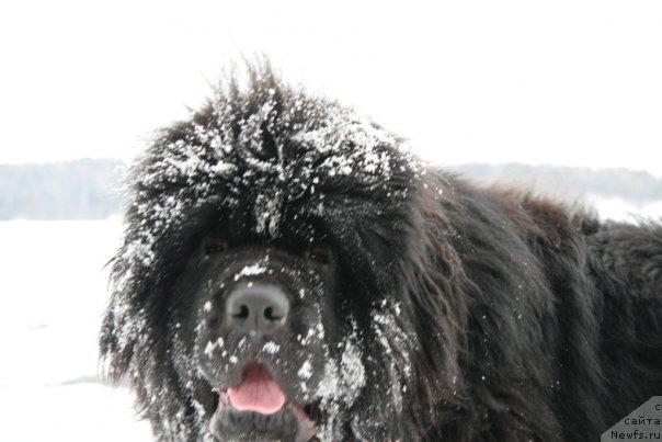 Фото: ньюфаундленд Смигар Энди Джолли Дольфин