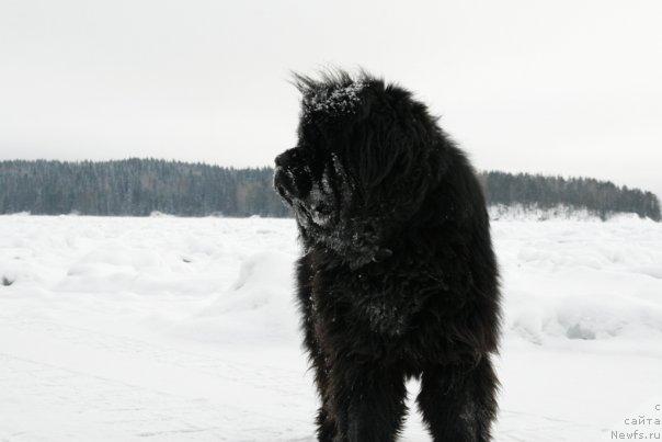 Фото: ньюфаундленд Смигар Энди Джолли Дольфин