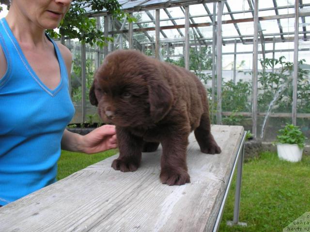 Фото: щенки от [d4533] [d7387]