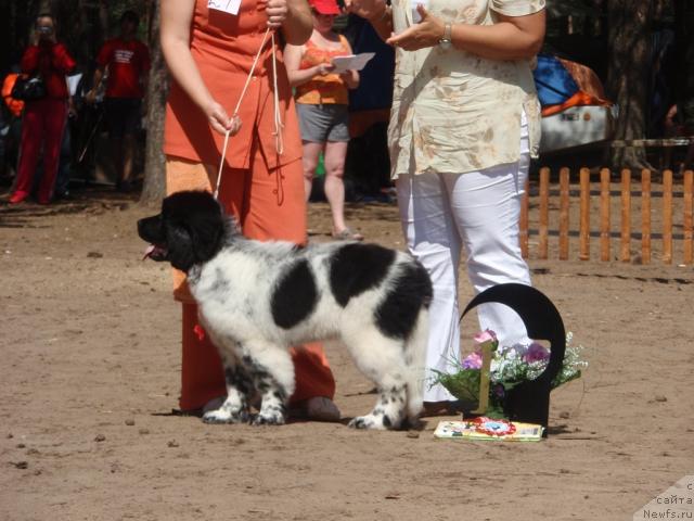 Фото: ньюфаундленд Кипер Соул Елизавета