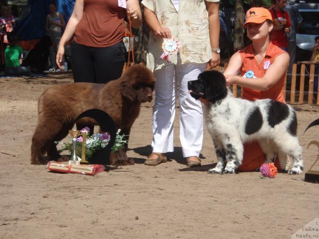 Фото: ньюфаундленд Командор из Медвежьего Яра, Кипер Соул Елизавета