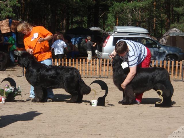 Фото: ньюфаундленд Супер Бизон Анталия, ньюфаундленд Венеция из Царства Медведей в Обуш Шед