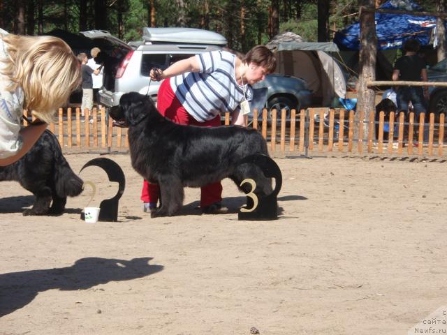 Фото: ньюфаундленд Венеция из Царства Медведей в Обуш Шед