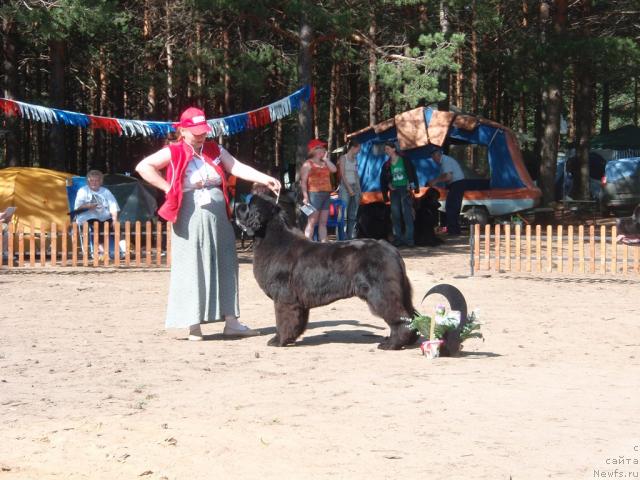 Фото: ньюфаундленд Акватория Келвин Заския
