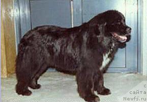 Фото: ньюфаундленд Niadh van de Knijpsbrug