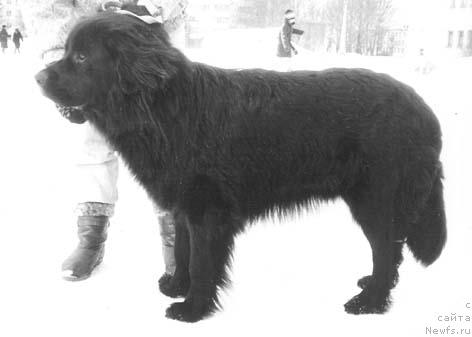 Фото: ньюфаундленд Тезер Банесс Угр