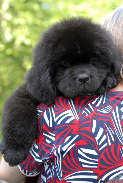 Фото: ньюфаундленд Сент Джонс Сабина Мистикал (Sent Djons Sabina Mistical)