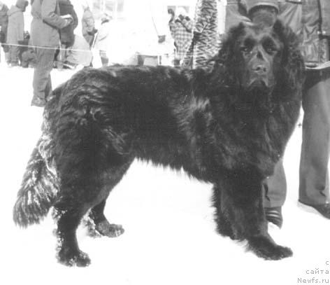 Фото: ньюфаундленд Тери Банесс Угр