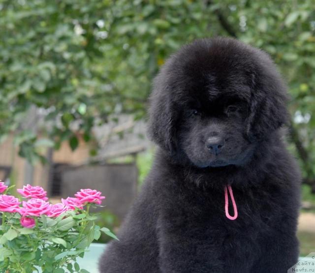 Фото: ньюфаундленд Сент Джонс София для Кара Дениз (Sent Djons Sofia Dlia Kara Deniz)