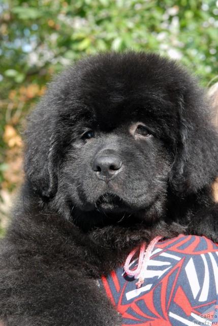 Фото: ньюфаундленд Сент Джонс София для Кара Дениз (Sent Djons Sofia Dlia Kara Deniz)