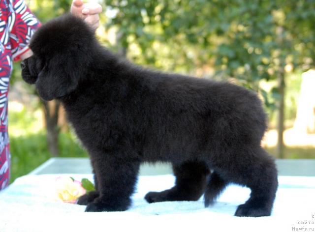 Фото: ньюфаундленд Сент Джонс Сьюзи Кватро