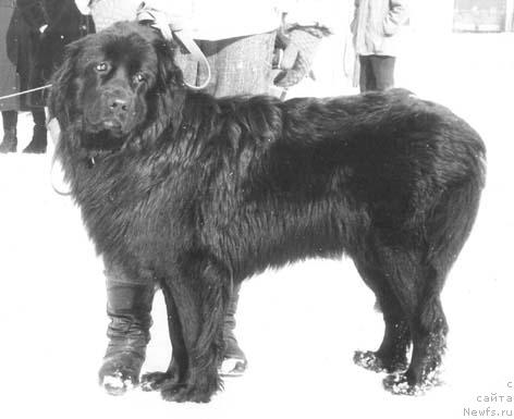 Фото: ньюфаундленд Эли Таги Кент