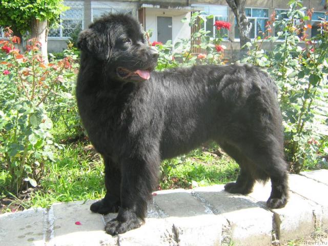 Фото: ньюфаундленд Женевьев Гарни Ледэн