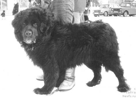 Фото: ньюфаундленд Оскар Моллидэн