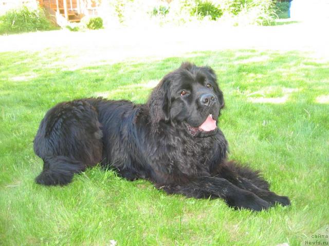 Фото: ньюфаундленд Пчёлкин Дом Вениамин (Pchiolkin Dom Veniamin)