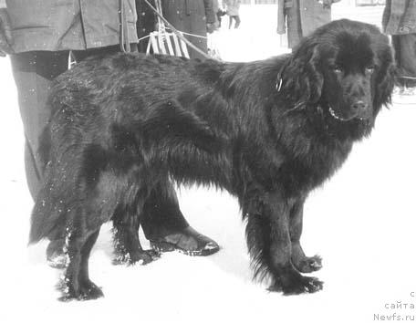 Фото: ньюфаундленд Симона Гонор