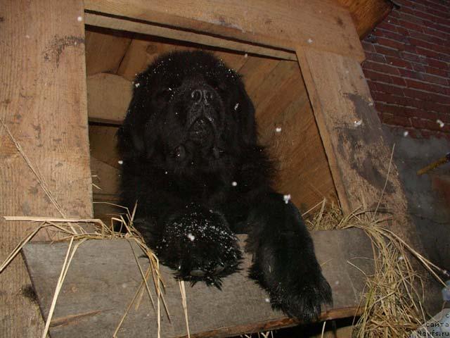 Фото: ньюфаундленд Великий Медведь Бегущий по Волнам