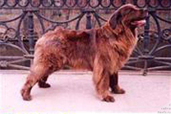 Фото: ньюфаундленд Уцилия Браун (Utsilia Brown)