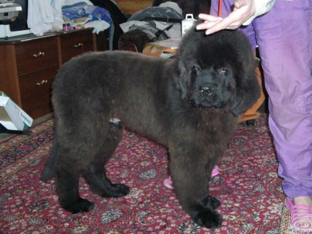 Фото: ньюфаундленд Сент Джонс Круиз (Sent Djons Kruiz)