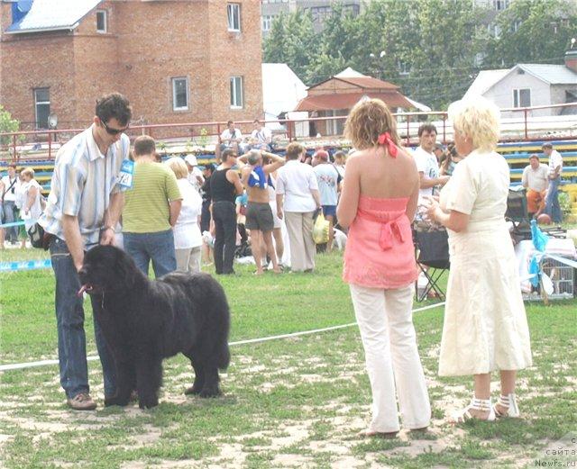 Фото: ньюфаундленд Аким из Волотова (Akim iz Volotova), Шевчук А., эксперт Гончарук О.