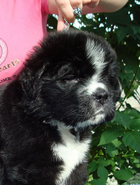 Фото: ньюфаундленд Маг Исполин Лавина (Mag Ispolin Lavina)