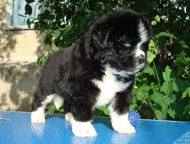 Фото: ньюфаундленд Маг Исполин Лавина (Mag Ispolin Lavina)