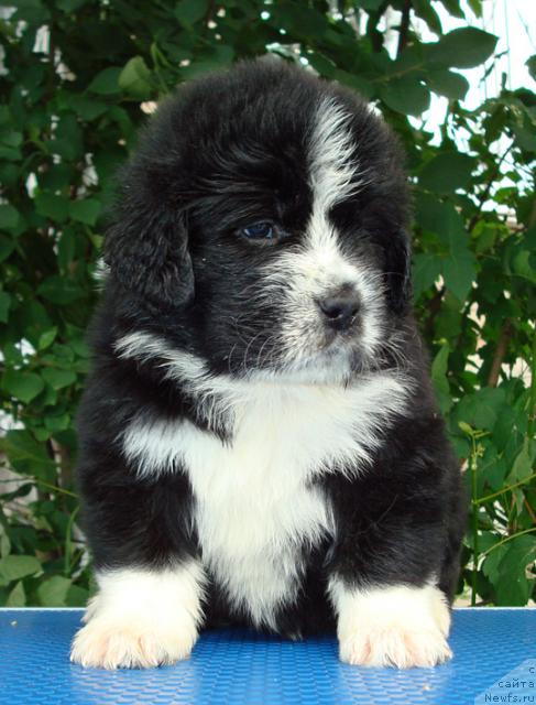 Фото: ньюфаундленд Маг Исполин Лунная Симфония