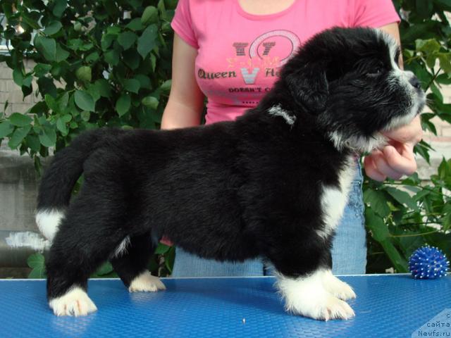 Фото: ньюфаундленд Маг Исполин Лунная Симфония