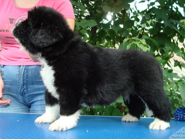 Фото: ньюфаундленд Маг Исполин Лунная Симфония